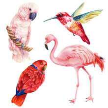 Set Birds Parrots, Flamingo, Cockatoo, Hummingbird On A White Background, Watercolor Illustration
