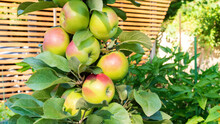 Lots Of Apples On A Columnar Apple Tree Close-up Against The Backdrop Of A Canopy Of Wooden Planks. An Apple Tree With No Side Branches. Rich Apple Harvest.