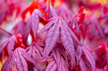 Botanical Collection, Young Red Leaves Of Red Japan Shaina Acer Tree