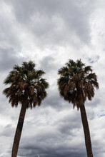 Palm Trees On A Cloudy Sky Background , Vertical Shot