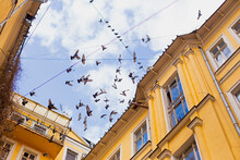 A Flock Of Pigeons Flying Up In The Sky In Front Of Yellow Facades Of Old Yard Buildings, Blue Cloudy Sky And Wires. A Photo Taken In Odessa, Ukraine