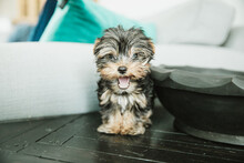 A Tiny Teacup Yorkie Puppy Dog Sitting On A Couch Arm With A Teal Pillow