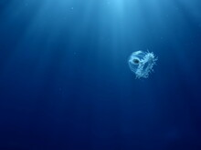 Turritopsis Nutricula Turritopsis Dohrnii Oceania O. Armata Immortal Underwater Closing Jellyfish Ocean Scenery