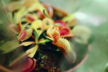 Venus Flytrap - Carnivorous Plant That Hunting Insects.