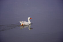 White Duck Swims 