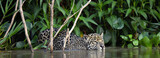 Fototapeta Fototapety ze zwierzętami  - Swimming Jaguar in the river.  Side view. Panthera onca. Natural habitat. Cuiaba river, Brazil
