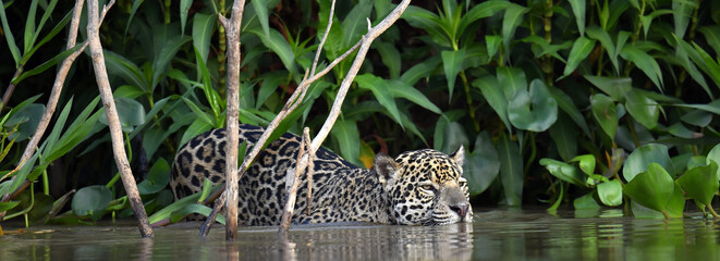swimming jaguar in the river. side view. panthera onca. natural habitat. cuiaba river, brazil