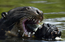 Close Up Of A Giant Otter Eating A Fish In The Water.  Giant River Otter, Pteronura Brasiliensis. Natural Habitat. Brazil.