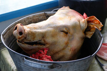 Chopped Pork Head In Aluminum Plate. Pork Meat Concept Close-up. Pig's Head Chopped Off. No People. Farmer Concept. Animal Abuse. Pork Meat. Farmer Produce