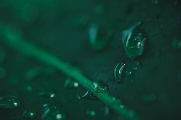 macro water droplets on leaves love the environment