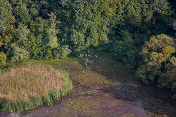 Wall Mural - Birds over Wetlands of Croatia