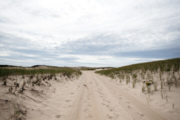 Wall Mural - sand dunes in the desert