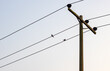 © Xookits - Two birds resting on the wire of high voltage electricity pole