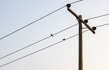 Two Birds Resting On The Wire Of High Voltage Electricity Pole