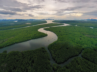 Wall Mural - aerial drone footage flying over mangroves and lush rainforest in phangnga bay thailand the view is 