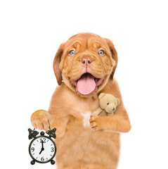 Poster - Yawning Mastiff puppy wearing mask for sleep hugs favorite toy bear and shows alarm clock.  isolated on white background