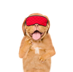 Poster - Mastiff puppy wearing mask for sleep yawns.  isolated on white background