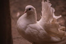 White Fantail Pigeon 