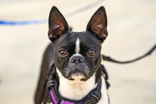 Boston Terrier Looking At The Camera. 