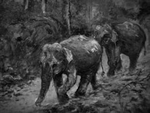   Art Painting Oil Color Elephant Family Thailand , Countryside , Rural Life   , Black And White	