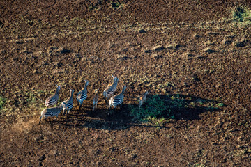 Poster - Zebra in the Arid North-East Kilimandjaro Kenya