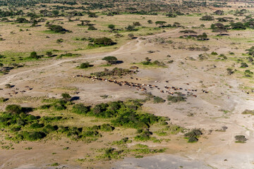 Canvas Print - Shepherding Livestock North-East Kilimandjaro Kenya