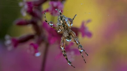 An insect in the rain. Creative . An interesting color spider sitting on a web with water droplets and behind it is raining falling on it, flowers and cobwebs.
