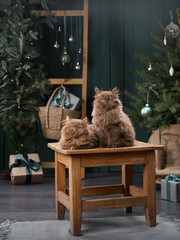 Wall Mural - two British kittens in the interior. Christmas cats on the background of the New Year tree