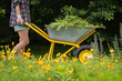A farmer girl holds a wheelbarrow and walks with it along the path in garden.
