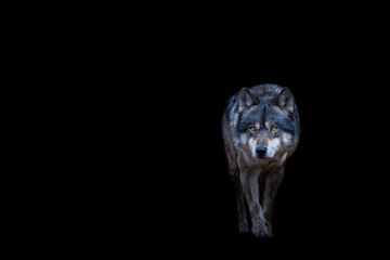 Canvas Print - grey wolf with a black background