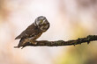 Boreal owl, aegolius funereus, looking to the camera on branch with copy space. Brown feathered predator staring on twig with space for text. Wild bird sitting on bough with blurred background.