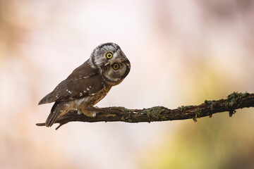 boreal owl, aegolius funereus, looking to the camera on branch with copy space. brown feathered pred