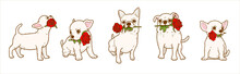 Cartoon Chihuahua Dog Holding Red Rose Flower In Mouth, Lovely Dog In Love On Valentines Day Gives Gift Illustration
