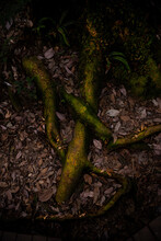 The Roots Are Full Of Moss And Dry Leaves.