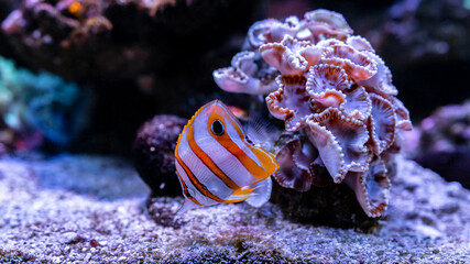 Wall Mural - Copperband butterflyfish (Chelmon rostratus). Marine fish, Beautiful fish on the seabed and coral reefs