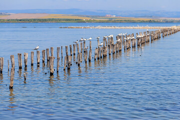 Wall Mural - Flock of common terns (Sterna hirundo) perched on a wooden poles at Pomorie salt lake in Bulgaria