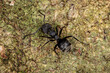 Adult Odorous Ant