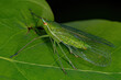 Adult Green Dictyopharid Planthopper Insect