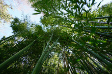 Haut De Bambous Dans Une Bambouseraie