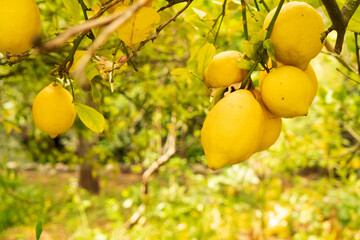 Wall Mural - Lemon garden with fruits