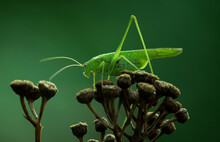 A Close-up Of A Green Grasshopper Sitting On A Dry Plant.