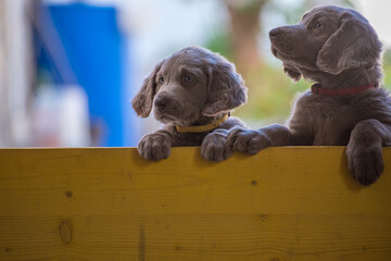 Wall Mural - Two long-haired Weimaraner puppies stand up side by side with their paws on two legs and look over a yellow wooden barrier. The small dogs have gray fur, wavy fur on the ears and bright blue eyes.