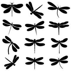 Sticker - dragonfly, set, insect black silhouette, isolated, vector