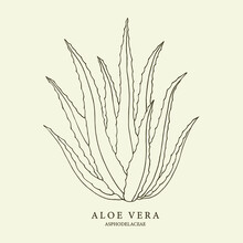 Aloe Vera Hand Drawn Illustration. Botanical Design For Organic Cosmetics, Medicine