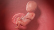 3d rendered illustration of a human fetus - week 16