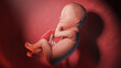 3d rendered illustration of a human fetus - week 29
