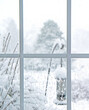 View from a window after a snowstorm.   Window panes can be seen.  Plants outside are covered in snow.