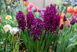 Purple hyacinth Woodstock blooms in a garden in April. Hyacinthus orientalis