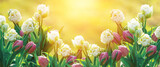 Fototapeta Kwiaty - tulipany pełne, wiosenne kwiaty w promieniach wschodzącego słońca w ogrodzie