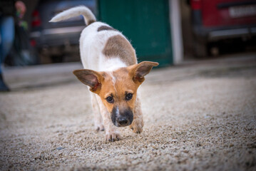 Wall Mural - Little puppy playing in the park. The little baby dog has a white-brown spotted fur. Dog portrait